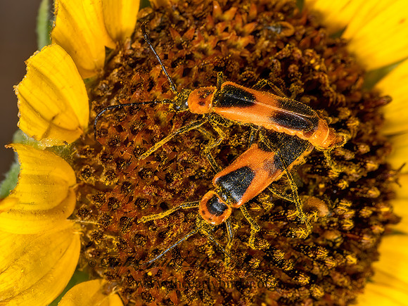 Chauliognathus basalis  COLORADO SOLDIER BEETLE 3023295z