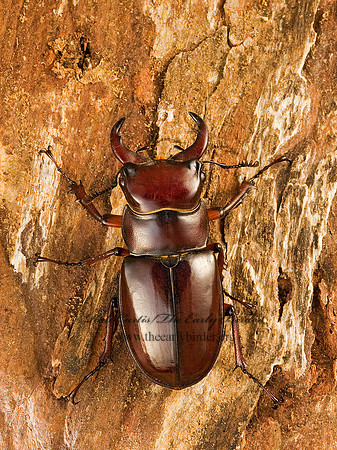 Lucanus capreolus 8007492z