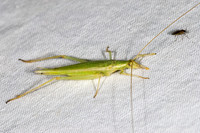 Oecanthus argentinus  PRAIRIE TREE CRICKET 6025154z