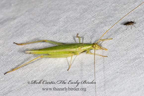 Oecanthus argentinus  PRAIRIE TREE CRICKET 6025154z