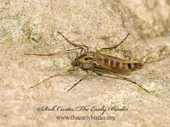 Chironomus  NON-BITING MIDGE 8017439z