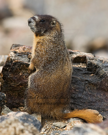 Marmota flaviventris  YELLOW-BELLIED MARMOT 6027340z