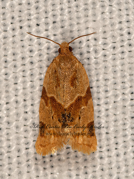 Clepsis peritana  GARDEN TORTRIX 3026058z