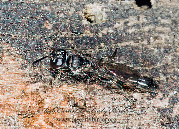 Trypoxylon (Trypoxylon)  SQUARE-HEADED WASP 4002509z