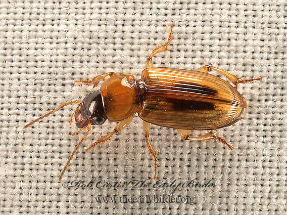 Stenolophus comma  SEEDCORN BEETLE  9052746z
