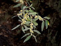 Elaeagnus angustifolia RUSSIAN OLIVE 3025034-z