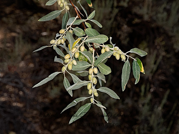 Elaeagnus angustifolia  RUSSIAN OLIVE 3025034-z