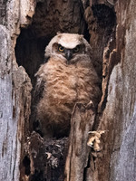 Bubo virginianus  GREAT HORNED OWL 9068225z