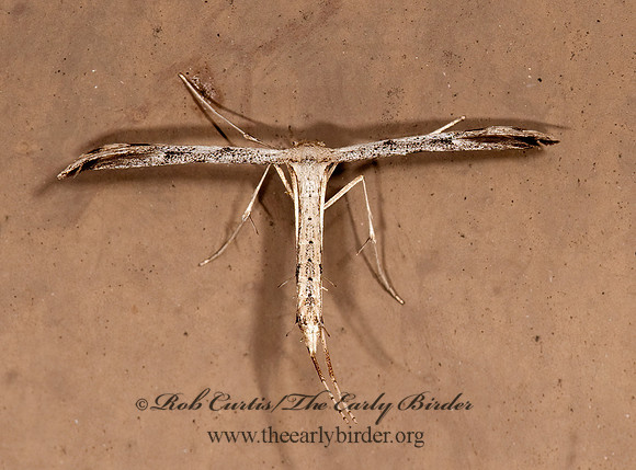 Adaina ambrosiae  RAGWEED PLUME MOTH 8023398z