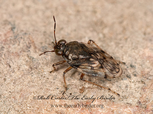 Saldula pallipes  SHORE BUG 3016360z