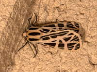 Apantesis parthenice PARTHENICE TIGER MOTH 3023213z