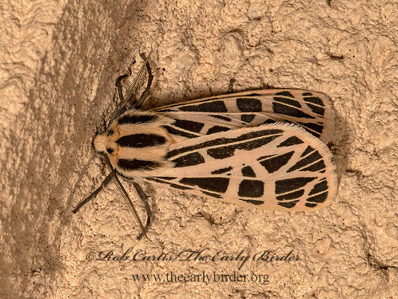 Apantesis parthenice  PARTHENICE TIGER MOTH 3023213z