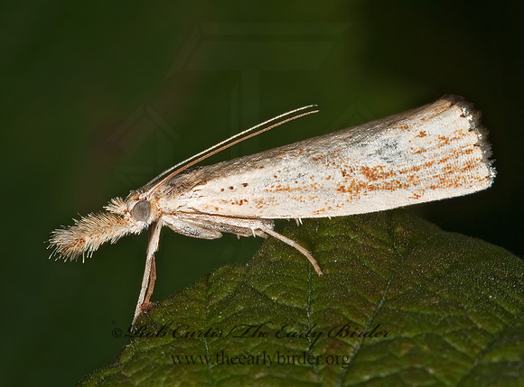 Crambus or Agriphila 3010185z