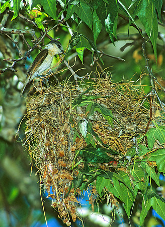 Pachyramphus aglaiae  ROSE-THROATED BECARD 95016z