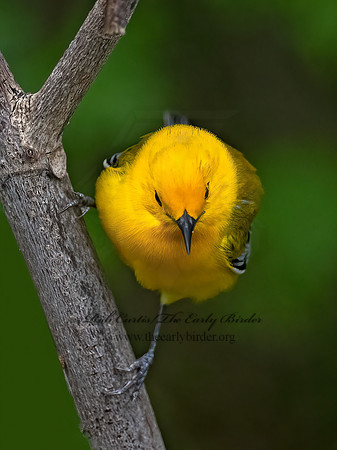 Protonotaria citrea  PROTHONOTARY WARBLER 3030458z