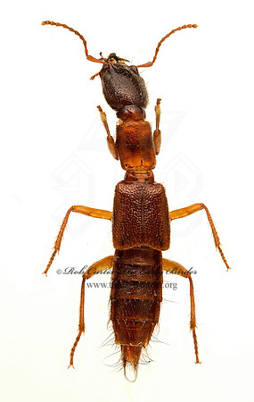 Homaeotarsus 9020575z