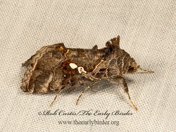 Chrysodeixis includens  SOYBEAN LOOPER 9052992z