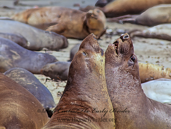 Mirounga angustirostris  NORTHERN ELEPHANT SEAL 110937z