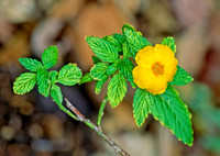 Turnera ulmnifolia  YELLOW ALDER 247914z
