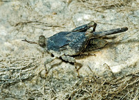 Paratettix cucullatus 5009617z