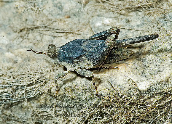 Paratettix cucullatus 5009617z
