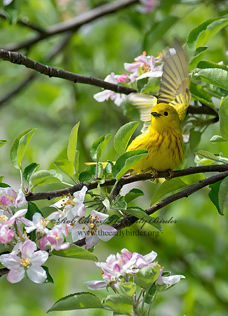 Setophaga petechia  YELLOW WARBLER 9022443z