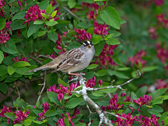 Zonotrichia leucophrys  WHITE-CROWNED SPARROW 9045465z