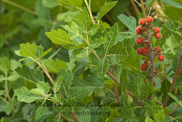 Rhus aromatica  FRAGRANT SUMAC 5010764z