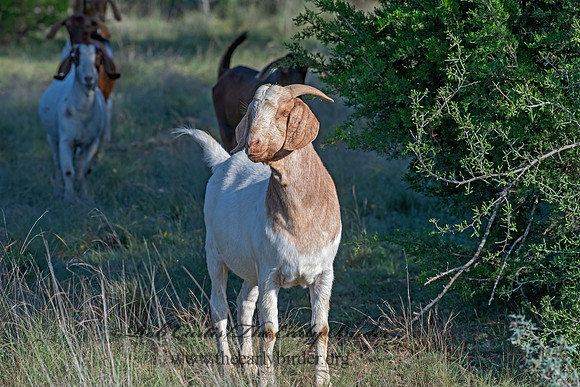 Capra aegagrus hircus  DOMESTIC GOAT 6040461z