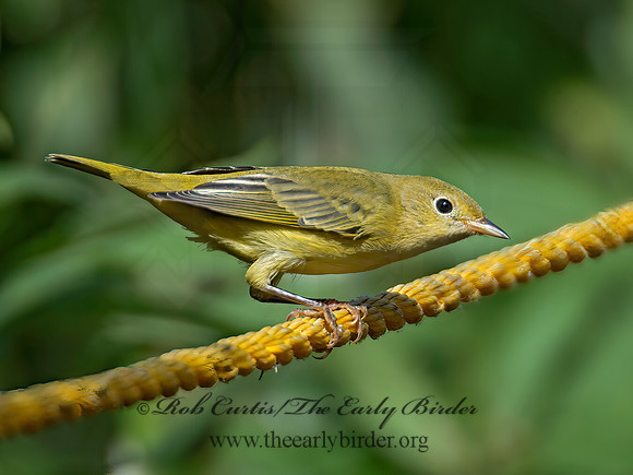 Setophaga petechia  YELLOW WARBLER 9004961z
