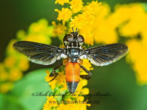 Trichopoda pennipes  FEATHER-LEGGED TACHINID 302829z