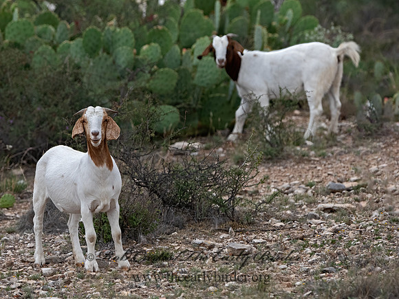 Capra aegagrus hircus  DOMESTIC GOAT 3036438z