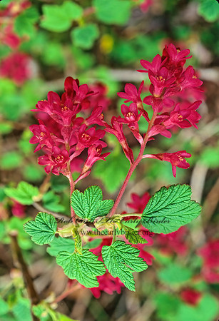 Ribes sanguineum  RED-FLOWERING CURRANT 146505z