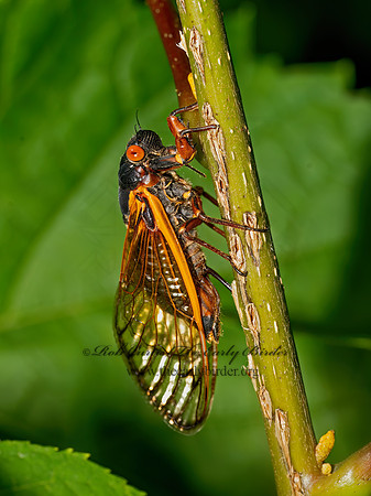 Magicicada septendecim 17-YEAR CICADA 3043761z