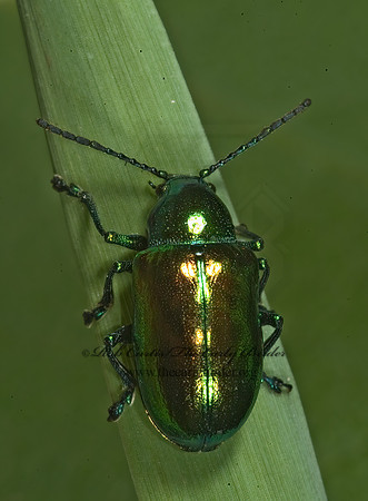 Chrysochus auratus 5013377z