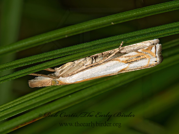 Crambus agitatellus  DOUBLE-BANDED GRASS VENEER 9023800z