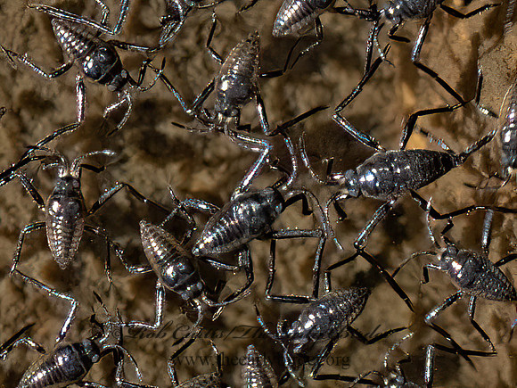 Rhagovelia  SMALL WATER STRIDER 3022575z