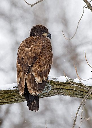 Haliaeetus leucocephalus  BALD EAGLE 8009888z