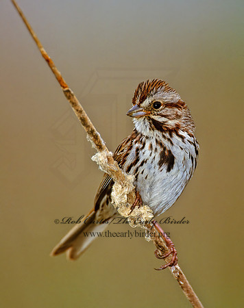 Melospiza melodia  SONG SPARROW 1283022z