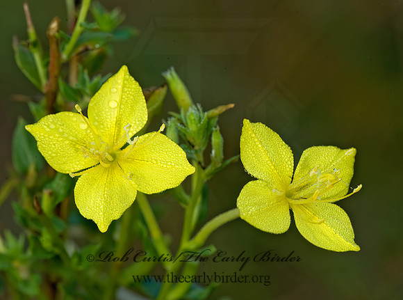 Oenothera rhombipetala  FOURPOINT EVENING PRIMROSE 8008381z