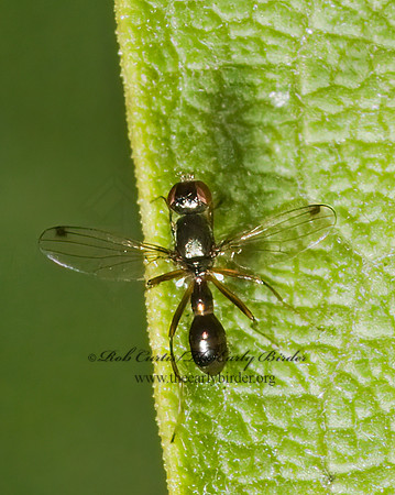 Sepsis BLACK SCAVENGER FLY 5016068,1