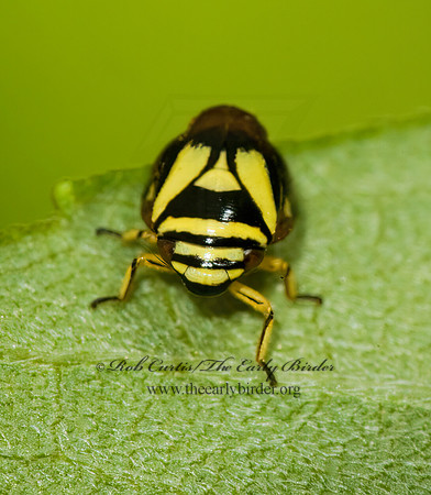 Clastoptera proteus  DOGWOOD SPITTLEBUG 5010080z