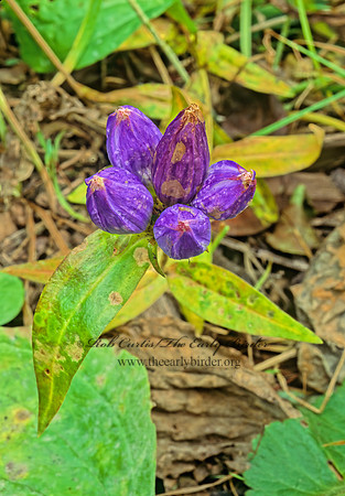 Gentiana andrewsii  CLOSED GENTIAN 157524z