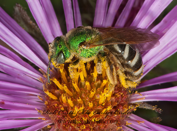 Agapostemon virescens  BICOLORED AGAPOSTEMON 5016134 z