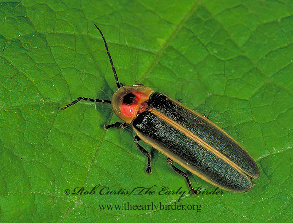 Photinus pyralis 1110626 z