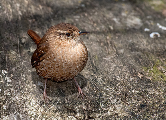 Troglodytes hiemalis  WINTER WREN 8033878z