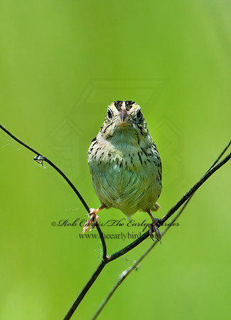 Centronyx henslowii  HENSLOW'S SPARROW 7016809z