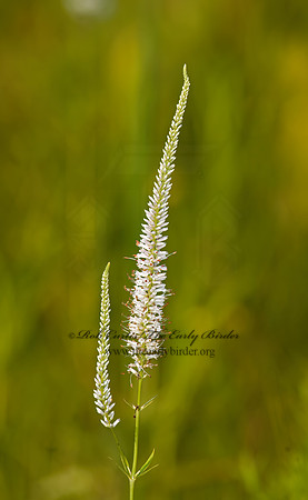 Veronicastrum virginicum  CULVER'S ROOT 3003143z