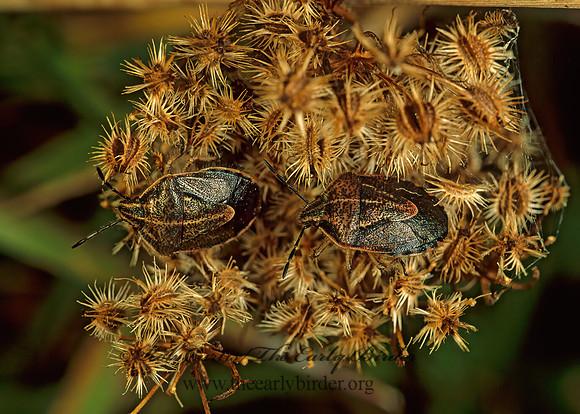 Trichopepla atricornis 81530z