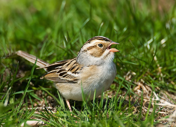 Spizella pallida  CLAY-COLORED SPARROW 8002468z